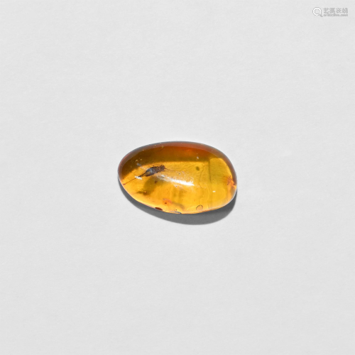 Polished Baltic Amber with Bristletail