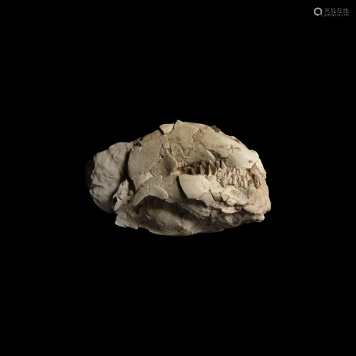 Fossil Oreodont Skull