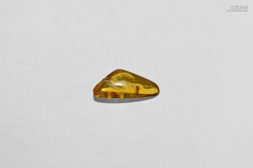 Polished Baltic Amber with Spider