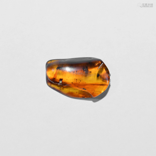Polished Baltic Amber with Insects