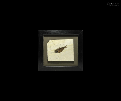 Framed Fossil Fish