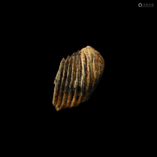 British Woolly Mammoth Tooth