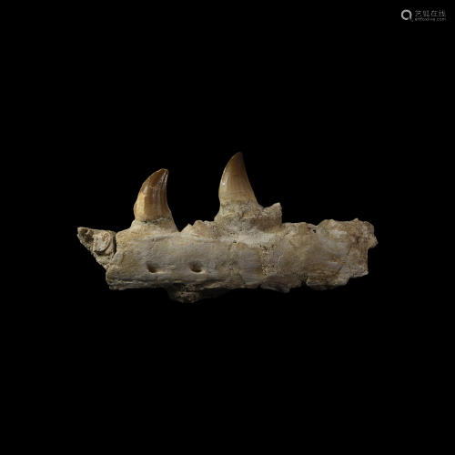 Mosasaur Jaw Section