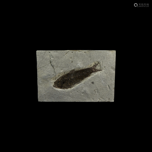 Knightia Alta Fossil Fish