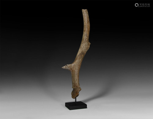 Ice Age Red Deer Antler