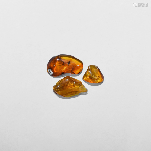 Polished Baltic Amber with Nematoceran Flies