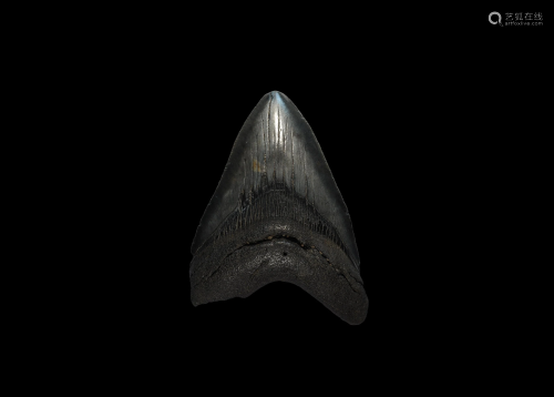 Megalodon Shark Fossil Tooth
