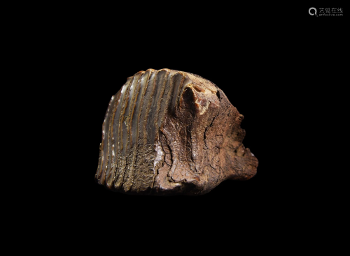 Juvenile Mammoth Tooth Section