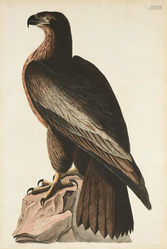 after JOHN JAMES AUDUBON (American 1785-1…