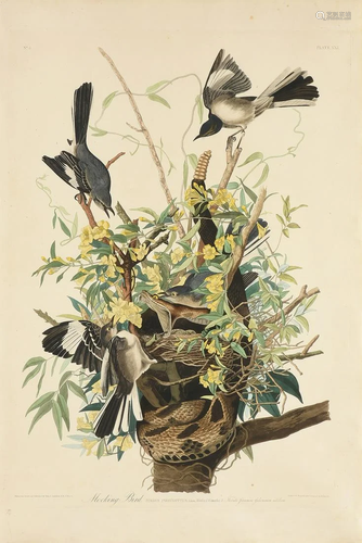 JOHN JAMES AUDUBON (American 1785-1851) AN ELE…