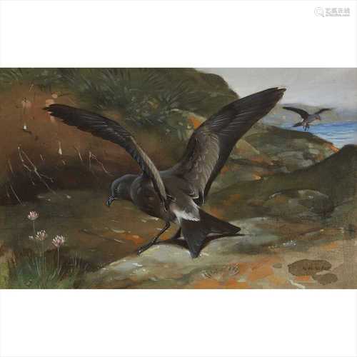 § ALLEN WILLIAM SEABY (BRITISH 1867-1953) LEACH'S STORM-PETREL