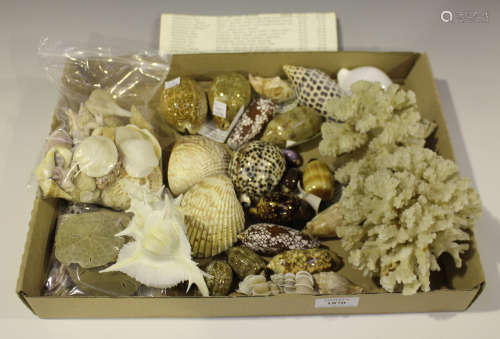 A selection of various seashells, including eyed cowrie, tiger cowrie, onyx cowrie, Juno's volute