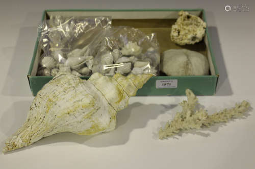 A small group of seashell and coral specimens.Buyer’s Premium 29.4% (including VAT @ 20%) of the