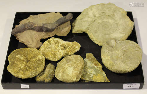 A small selection of fossil specimens, including two ammonites and a fossilized branch.Buyer’s