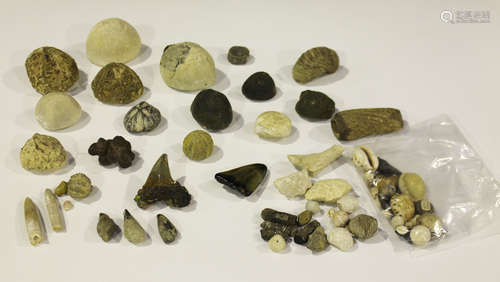 A small selection of fossil specimens, including a group of teeth, sea urchins and seashells.Buyer’s