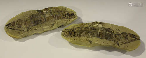 A split fossilized fish specimen, length 30.5cm.Buyer’s Premium 29.4% (including VAT @ 20%) of the