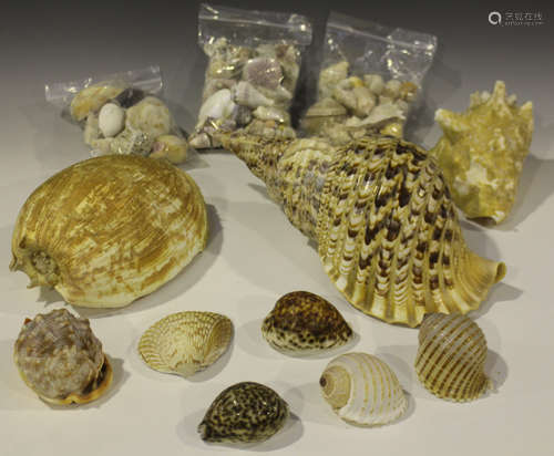 A large collection of seashells, including various cowrie, whelk, scallop, conch, cone and a baler