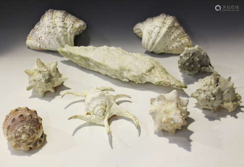 A selection of various seashells, including murex, abalone and helmet conch, together with a