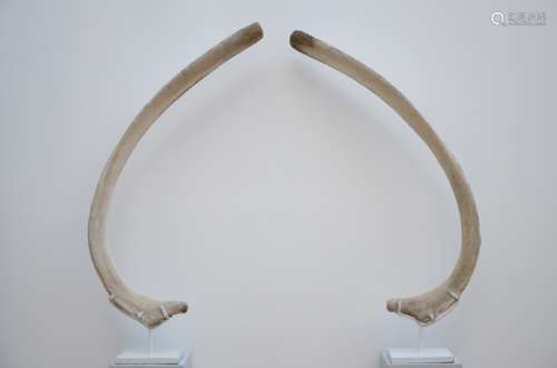 A pair of whale bones (133cm)