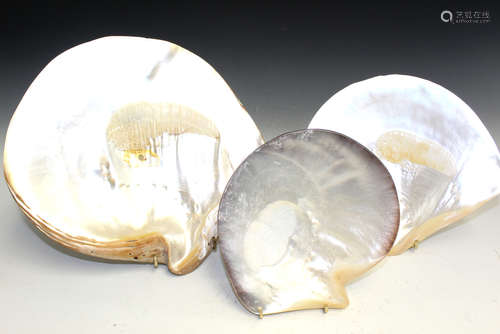 Three Mother-of-Pearl Shells.