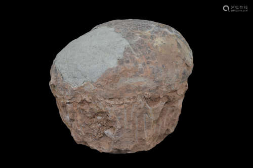 Genuine Fossilised Dinosaur Egg – Hadrosaur. Length 14.5cm (5.75 inches). Cretaceous period (c. 85 –