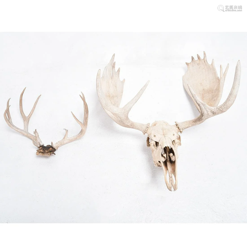 Moose and Stag Skulls, Both with Antlers Intact