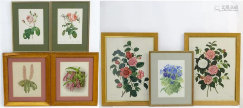XIX-XX, Botanical School, Colour prints, x 7, Anemone