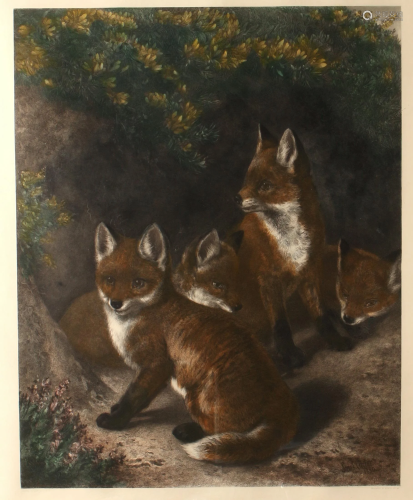 1880 FOX CUB PRINT
