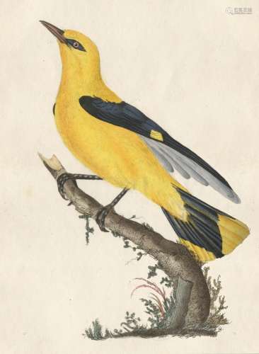 DONOVAN (EDWARD) The Natural History of British Birds, or a Selection of the Most Rare, Beautifu...