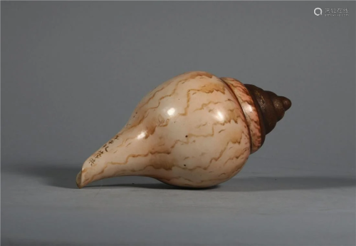 A Porcelain Seashell