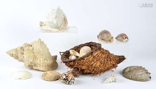 A collection of shells, the largest 30cm x 15cm (15+)