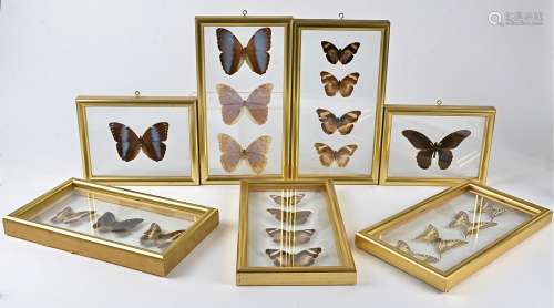 A collection of framed butterflies, including morpho didius, with collectors labels describing