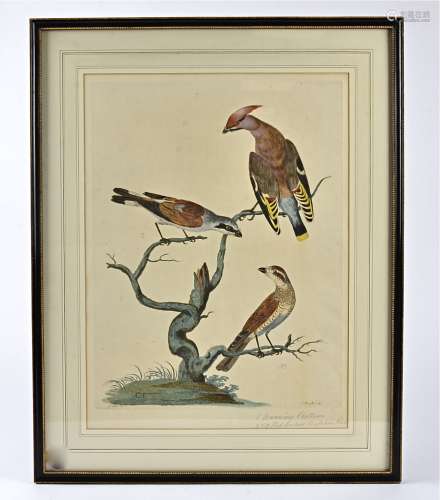 Three antique ornithological etchings, later coloured, including birds such as the waxwing