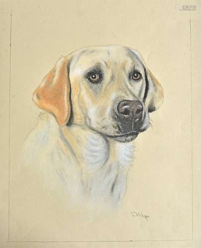 Lew Helyes (1951-) pastel and pencil drawings of dogs, a golden Labrador, 26.5cm x 20.5cm and a