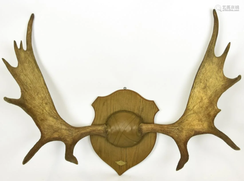 Antique Mounted Moose Antlers