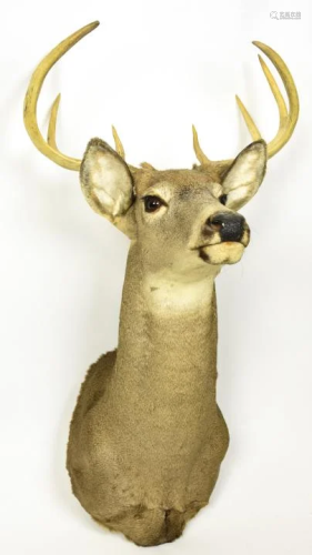 Taxidermy 4 Point Stag Deer Head Mount