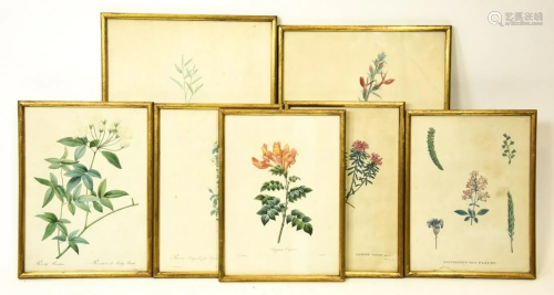 Antique Redoute Hand Colored Botanical Engravings