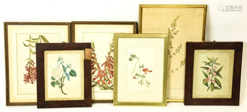 Collection Antique Framed Botanical Engravings