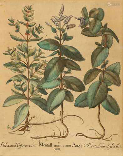 An 18th century hand coloured engraving of three different plants and its roots.