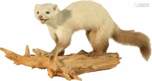 A taxidermy ermine on a branch. First half 20th century.