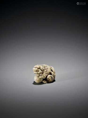 OKATORI: AN EXCELLENT IVORY NETSUKE OF A SHISHI WI…