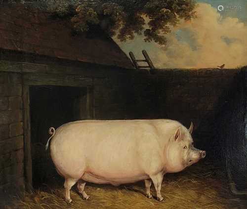 Edwin M Fox, Pig, oil on board