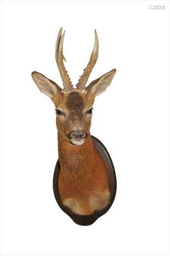 Attributed to Adrian Johnstone, a contemporary taxidermy study of a roe deer buck