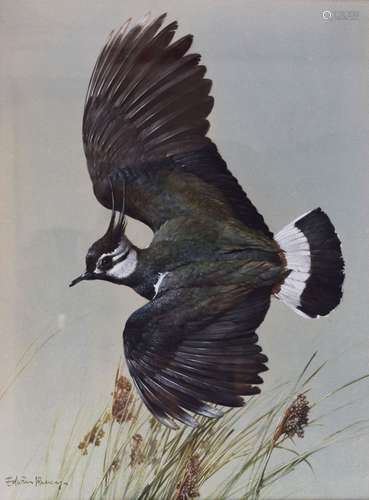 Edwin Penny (1930-2016) - Watercolour - 'Lapwing', signed lower left, framed and glazed, 49cm x