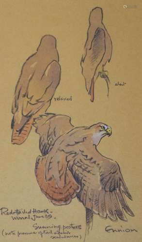 Eric Arnold Roberts Ennion (1900 - 1981) - Pencil and watercolour - Study of a Red Tailed Hawk,