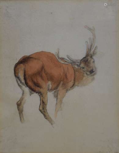 R. Hills (19th Century English School) - Pencil and watercolour - Study of a stag, dated June 23rd