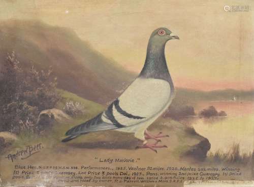 Andrew Beer (1862-1954) - Oil on canvas - 'Lady Marjorie' - Pigeon portrait with results listed