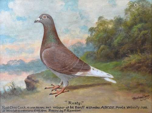 Andrew Beer (1862-1954) - Oil on board - 'Rusty' Red Cheq Cock. N.U.H.W., 38.TFC.343. Winner of