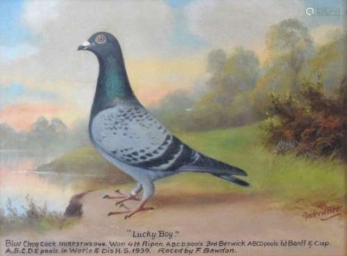 Andrew Beer (1862-1954) - Oil on canvas - 'Lucky Boy' - Blue Cheq Cock. N.U.R.P. 37. WS.944. 1 4th