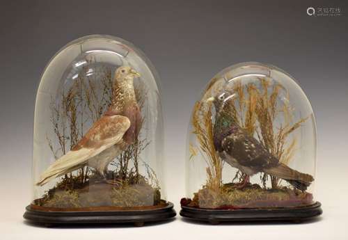 Taxidermy - Two early 20th Century cased Homing or Racing Pigeons, 'Ironsides', a red chequered